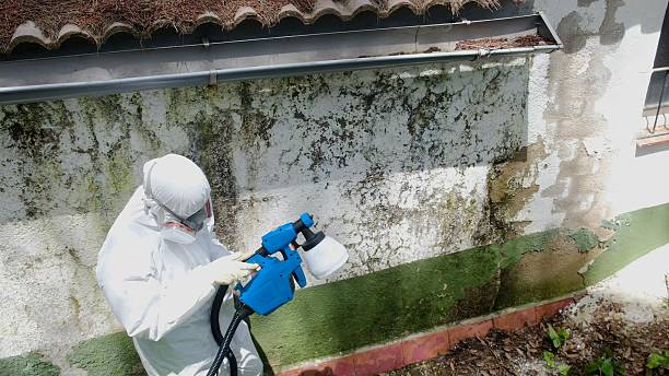 Top rated local Mold Remediation specialists in Beallsville, MD